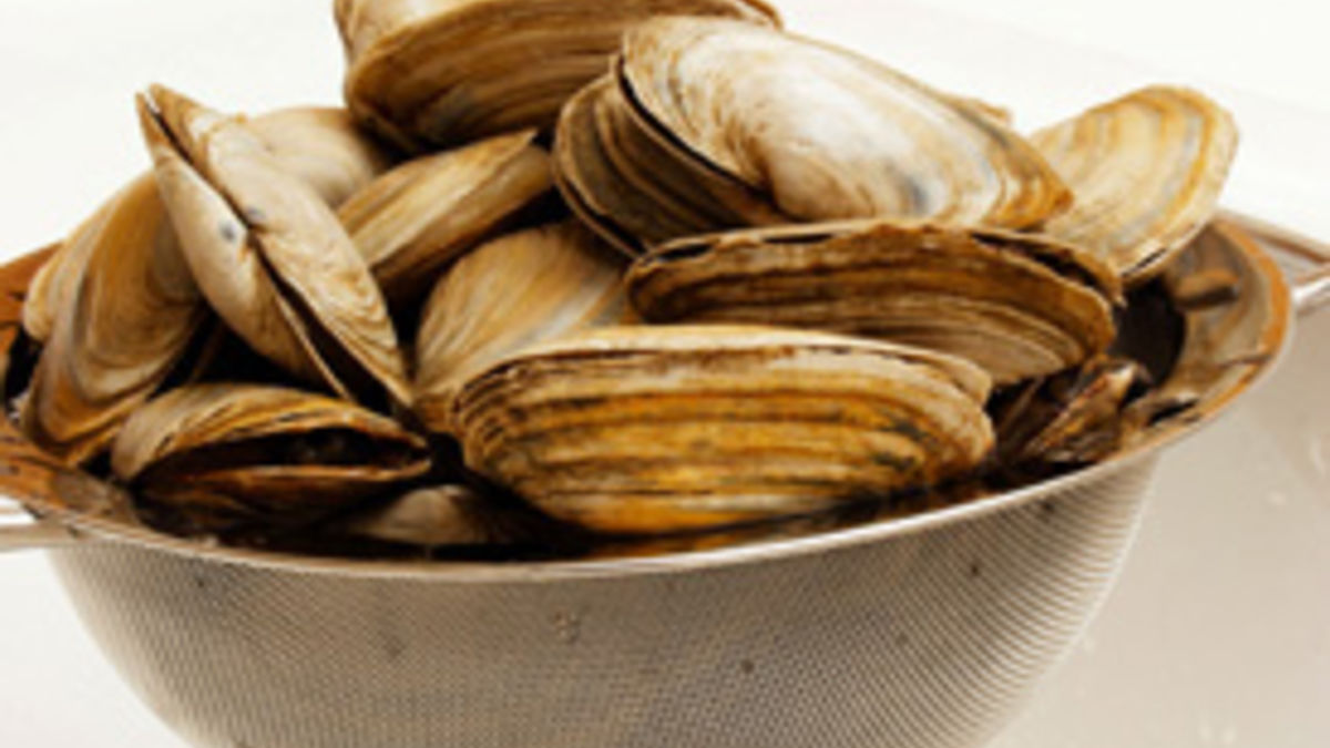 Clambake