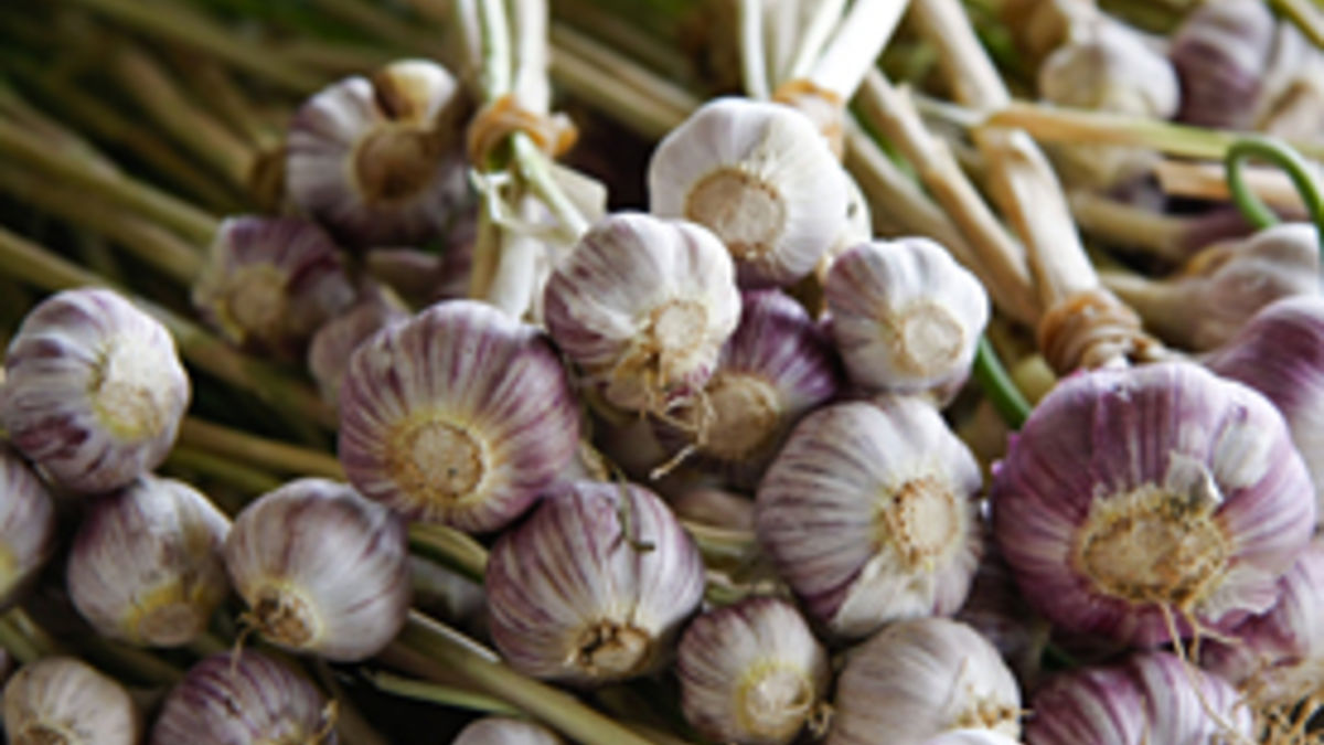 Roasted Garlic